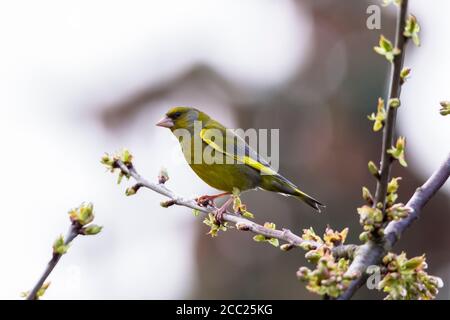 Allemagne, Hesse, Verdier bird perching on branch Banque D'Images