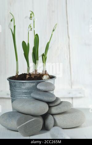 Snowdrop avec des cailloux dans la plante en pot, Close up Banque D'Images