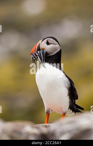 En Angleterre, Northumberland, Macareux transport du poisson en bouche à Iles Farne Banque D'Images