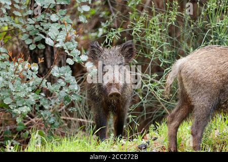 La Turquie, le Sanglier dans le Parc National de Dilek Banque D'Images