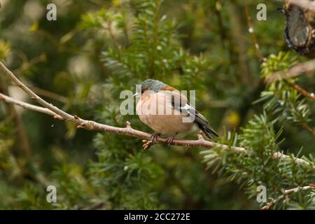 Allemagne, Hesse, Chaffinch perching on branch Banque D'Images