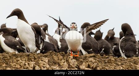 En Angleterre, Northumberland, Guillemots à Iles Farne Banque D'Images