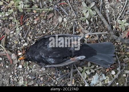 Blackbird (Turdus merula), morts, elevated view Banque D'Images