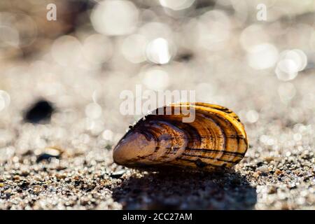 Allemagne, Schleswig Holstein, Moule coquille, Close up Banque D'Images