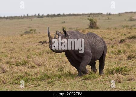 L'Afrique, le Kenya, le rhinocéros noir au Parc National du Masai Mara Banque D'Images