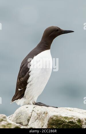 En Angleterre, Northumberland, guillemots se percher Banque D'Images