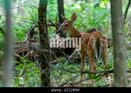 Un cerf de Virginie (Odocoileus virginianus) fraie dans une forêt du Michigan, aux États-Unis. Banque D'Images