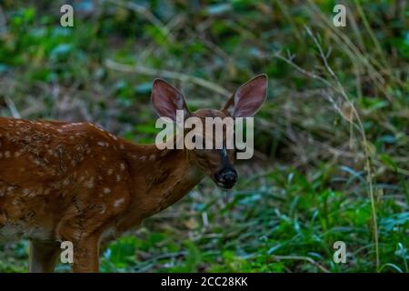 Gros plan d'un cerf de Virginie (Odocoileus virginianus) fauve dans une forêt du Michigan, aux États-Unis. Banque D'Images