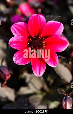 Allemagne, Hesse, Dahlia fleur, Close up Banque D'Images