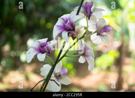 Belles orchidées blanches et pourpre et ramification dans le jardin Contre UN arrière-plan flou Banque D'Images