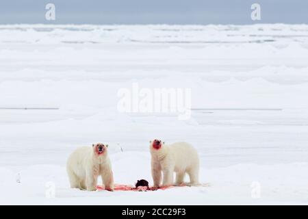 Europe, Norvège, Svalbard, ours polaire avec des oiseaux mangeant du phoque tué Banque D'Images