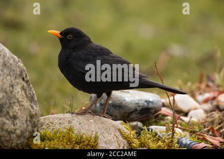 Allemagne, Hesse, Blackbird perching sur la pierre Banque D'Images