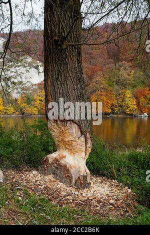 Allemagne, Bavière, Weltenburg, Danube, vue du tronc d'arbre endommagé par le castor eurasien Banque D'Images