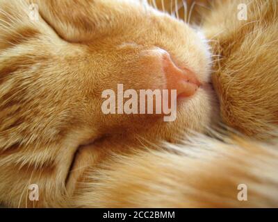 Tête d'un chat rouge endormi couché sur le côté. Avant droit de l'extrémité arrière Banque D'Images