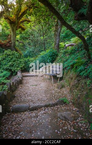 vieux escalier en pierre entouré de végétation dans une forêt Banque D'Images