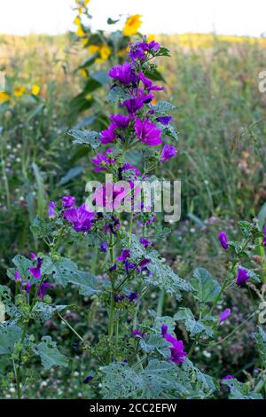 Fleurs d'une allow sauvage dans un champ, également appelé Malva sylvestris, Rossppel ou Wilde Malve Banque D'Images