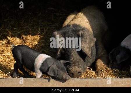 Cochons d'élevage dans une hâtive (sus domestica)