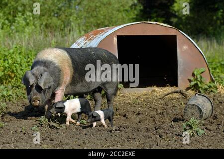 Freerange British Saddleback Piglet - Oxfordshire , Royaume-Uni Banque D'Images