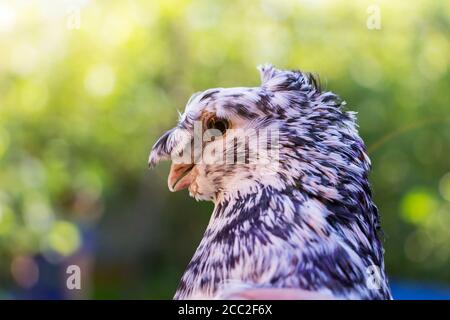 French Fantail pigeon gros plan, l'arrière-plan est flou. Banque D'Images