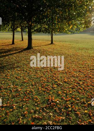 Fin de l'été début de l'automne - feuilles et arbres tombés dans un parc naturel. Banque D'Images