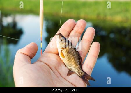 petit poisson dans les mains d'un pêcheur sur le fond de la rivière. Banque D'Images