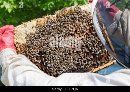 L'apiculteur n'en retire le miel sur cadre en bois pour contrôler la situation dans la colonie d'abeilles. Banque D'Images