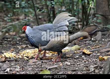 Une paire de Kalij Pheasants (Lophura leucomelanos ssp crawfurdi) Dans la forêt de l'ouest de la Thaïlande Banque D'Images