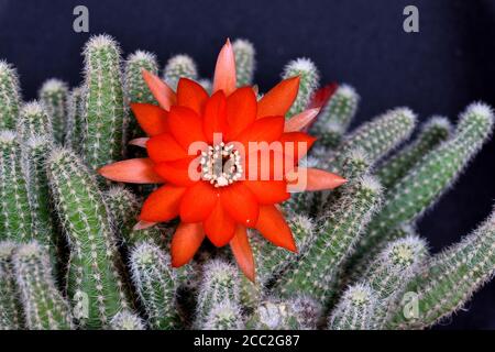 La fleur entièrement ouverte du cactus Ladyfinger (Mammillaria sp) Dans le sud de l'Angleterre Banque D'Images