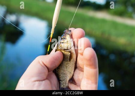 petit poisson dans les mains d'un pêcheur sur le fond de la rivière. Banque D'Images