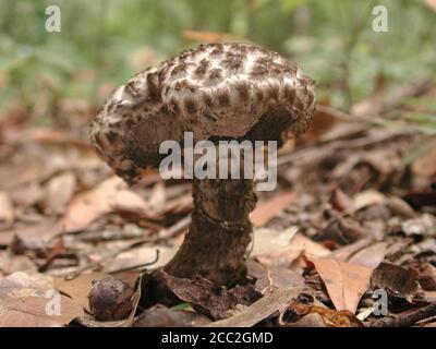 Champignons funghi ft. Blanc Floride boletus bolete vieux homme des bois... les champignons sont une forme de champignons trouvés dans les milieux naturels autour du monde Banque D'Images