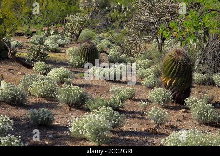 Parc national de Saguaro (unité est) AZ / MARS Barrel Cactus et Zinnia près de Mica View. Banque D'Images