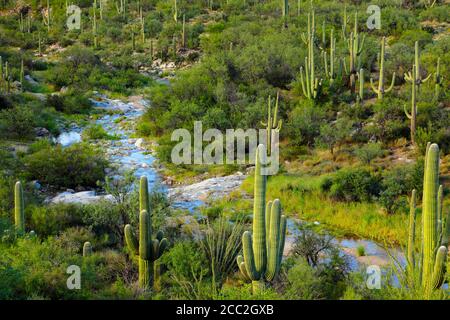 Parc national de Saguaro (unité est) AZ / SEPT la pluie d'été remplit un lavage qui coule à travers une forêt de cactus saguaro matures. #3 Banque D'Images