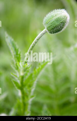 Tête de pavot (rhoeas de Papaver) Banque D'Images