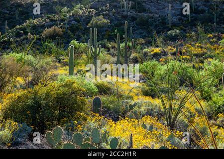 Parc national de Saguaro (unité est) AZ / AVRIL Blossuming brittlebush cactus Saguaro rétroéclairés et un désert vert de printemps. Banque D'Images