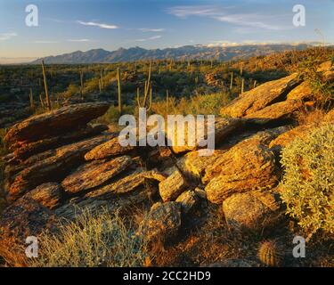 Parc national de Saguaro (unité est) AZ / DEC surplombant une forêt de saguaro au-delà des siphons de gniess métamorphique. Santa Catalina montagnes à l'horizon. Banque D'Images