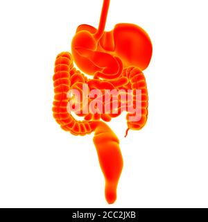 Système digestif humain Anatomy for Medical concept 3D Illustration Banque D'Images