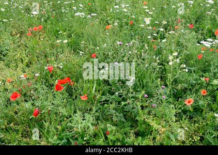 Une grande partie du champ planté avec des fleurs sauvages indigènes 4 mois plus tôt et clôturé pour garder hors des lapins, et maintenant en fleur, Colemans Hill Farm, Mickleton Banque D'Images