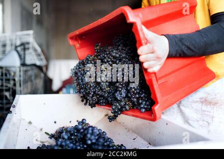 Femme méconnaissable collectant des raisins dans le vignoble en automne, concept de récolte. Banque D'Images