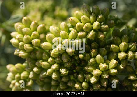 Gros plan sur le fenouil de mer ou le saphir de roche. Crithmum maritimum L. Apiaceae. Photographie macro Banque D'Images