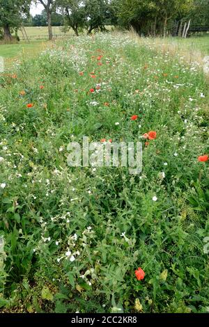 Une grande partie du champ planté avec des fleurs sauvages indigènes 4 mois plus tôt et clôturé pour garder hors des lapins, et maintenant en fleur, Colemans Hill Farm, Mickleton Banque D'Images