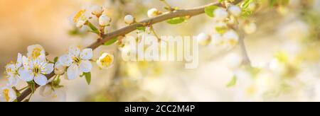 Fond de printemps, panorama, bannière - fleurs de pommier sur le fond d'un jardin en fleurs, gros plan avec espace pour le texte Banque D'Images