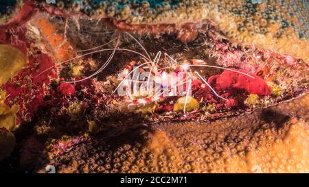 Gros plan de crevettes de corail bandées dans le récif de corail de Mer des Caraïbes / Curaçao Banque D'Images