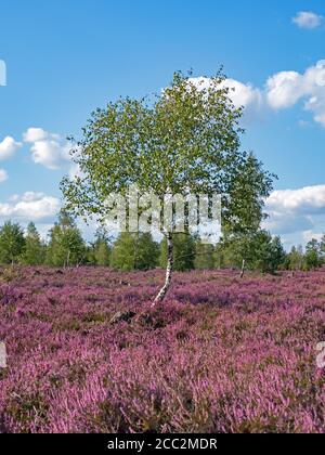 Paysage Lueneburg Heath avec bouleau, Basse-Saxe, Allemagne Banque D'Images