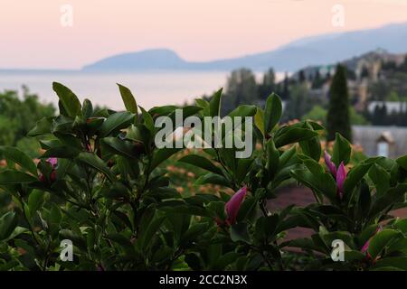 Vue sur la côte de Crimée au coucher du soleil. Paysage idyllique avec arbres et fleurs. Mont Ayu-Dag ou Bear Mountain en arrière-plan. Banque D'Images