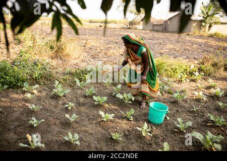 Une petite agricultrice arrose des pesticides biologiques faits maison à partir d'urée de vache sur sa récolte de légumes verts dans sa petite ferme de l'État de Bihar, en Inde. Banque D'Images