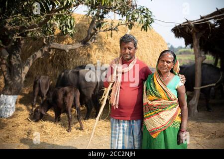 Bhagwanti Devi (55, L) et son mari Bashu Dev RAM (57, R) se tiennent avec leur troupeau de bisons chez eux à Bihar, en Inde. Dans le cadre de leur participation au projet de résilience aux inondations transfrontières de la RLWR, Bhagwanti et Bashu ont appris de nouvelles techniques agricoles qui leur permettent de cultiver des cultures hors saison ainsi que de nouvelles façons de diversifier leurs moyens de subsistance basés sur l'agriculture, comme l'élevage de bétail laitier. Projet de résilience aux inondations transfrontières 2 décembre 2019 - District de Champaran Ouest, État de Bihar, Inde. Photo de Jake Lyell pour le secours luthérien du monde. Banque D'Images