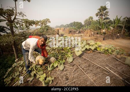 La culture de gourdes et de citrouilles sur son toit permet aux cultures de cet agriculteur d'échapper aux dommages et à la destruction pendant la saison de la mousson pluvieuse. Banque D'Images