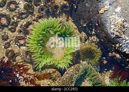 Anémones géants de la mer verte, Anthopleura xanthogrammica, ouvert et nourrissant, dans une piscine à marée le long de la côte de l'océan Pacifique près de la ville de Yachats, Oregon Banque D'Images