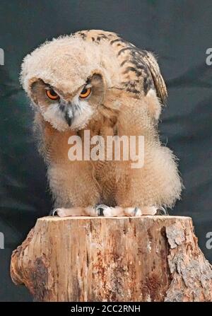 Portrait d'un jeune hibou eurasien (Bubo bubo), le plus grand hibou du monde des hiboux, atteignant jusqu'à dix livres de poids. Banque D'Images