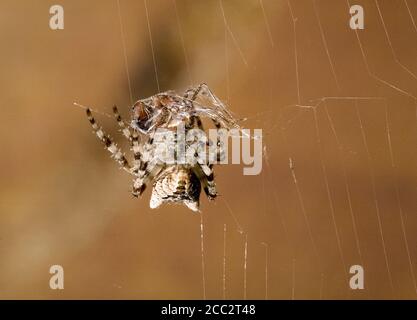 Une araignée de Cross Orbweaver, raneus diadematus, accrochée dans son web et enveloppant un fourmis rouge il a mordu en soie, sur le côté d'une maison en bois dans le centre Banque D'Images